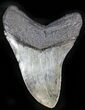 Beautiful Calico Megalodon Tooth - South Carolina #27311-2